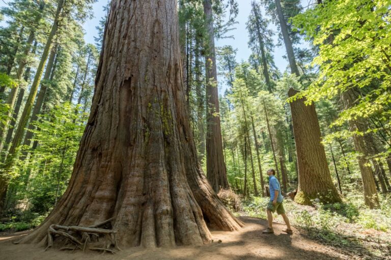 Man looking up at Sequoia tree at Calaveras Big Trees State Park